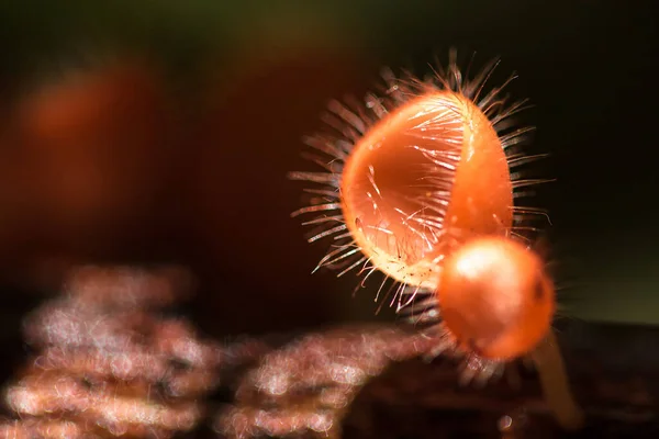 Coupe Champignons Prospère Sur Tronc Arbre Mort Dans Phylum Ascomycota — Photo