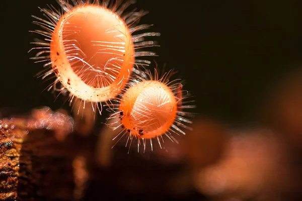 은죽은 통나무나 위에서 자란다 아스코타 Ascomycota Phylum Ascomycota 모양의 모자를 — 스톡 사진