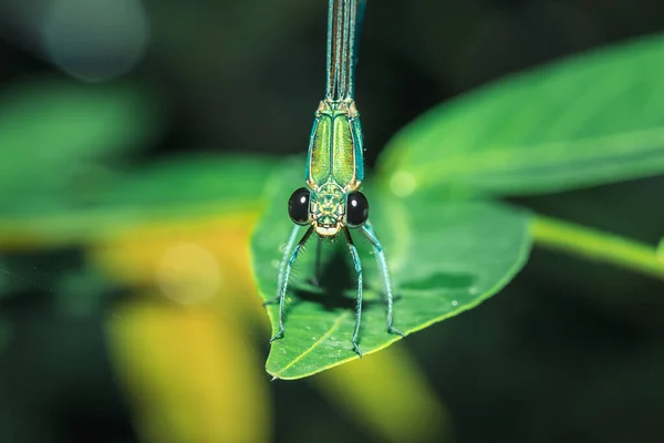 Neurobasis Chinensis Listu Stream Glory Listu Oriental Greenwing Listu Chinese — Stock fotografie