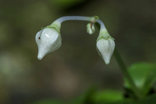 Piccoli Fiori Bianchi Nella Foresta Nelle Gole Rocciose Piccoli Fiori — Foto Stock