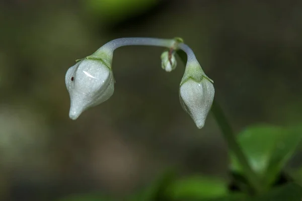 Kleine Weiße Blüten Wald Den Felsigen Schluchten Kleine Weiße Blüten — Stockfoto