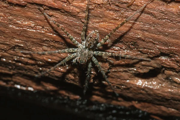 Spider Lycosidae Sur Rocher Les Araignées Loup Font Partie Famille — Photo