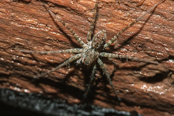 Spider Lycosidae Sur Rocher Les Araignées Loup Font Partie Famille — Photo