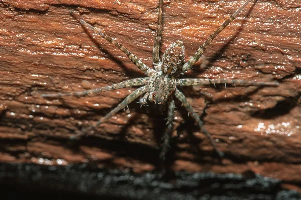 Spinnen Lycosidae Wolfspinnen Behoren Tot Familie Lycosidae — Stockfoto