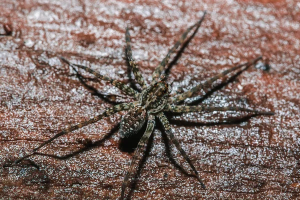 Spider Lycosidae Sulla Roccia Ragni Lupo Sono Membri Della Famiglia — Foto Stock
