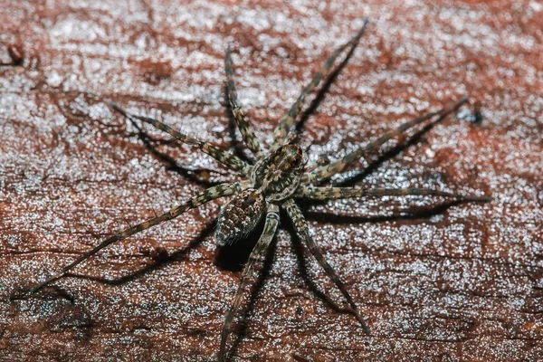 Laba Laba Lycosidae Atas Batu Laba Laba Wolf Adalah Anggota — Stok Foto