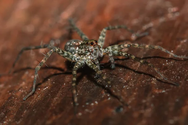 Spider Lycosidae Στο Βράχο Wolf Αράχνες Είναι Μέλη Της Οικογένειας — Φωτογραφία Αρχείου