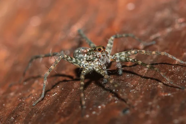 Spider Lycosidae Sulla Roccia Ragni Lupo Sono Membri Della Famiglia — Foto Stock