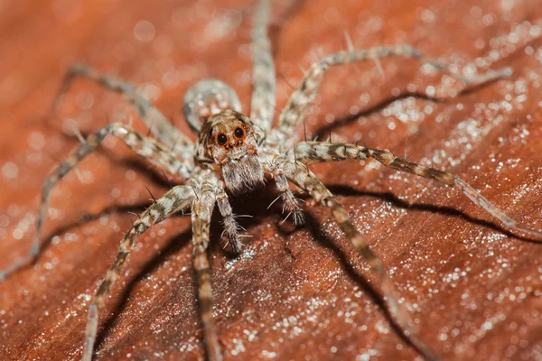 Pavouk Lycosidae Skále Jsou Vlčí Pavouci Členy Čeledi Lycosidae — Stock fotografie