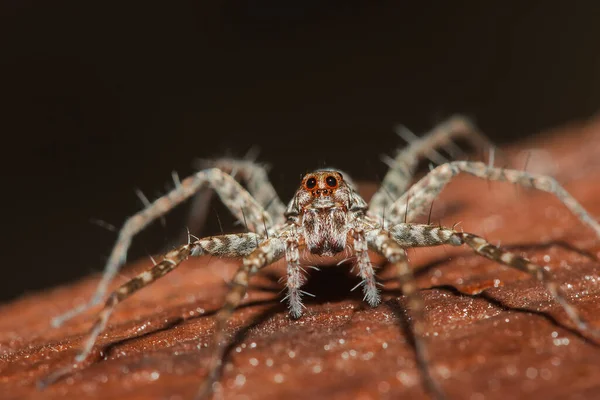 Spider Lycosidae Sur Rocher Les Araignées Loup Font Partie Famille — Photo