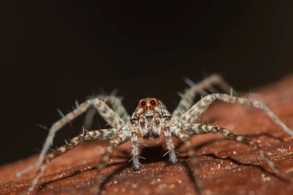 Spider Lycosidae Sur Rocher Les Araignées Loup Font Partie Famille — Photo