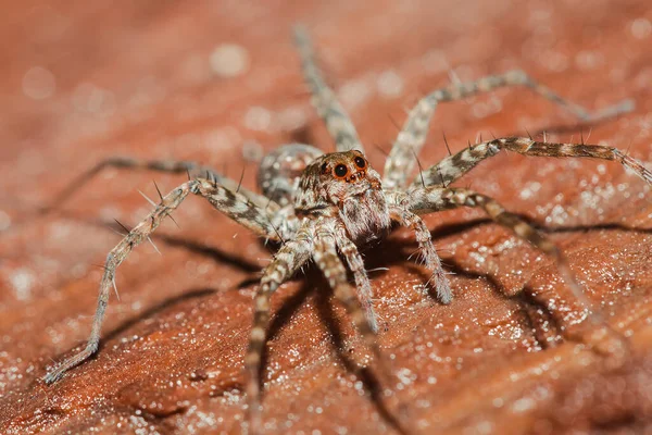 Araña Lycosidae Roca Las Arañas Lobo Son Miembros Familia Lycosidae — Foto de Stock