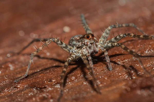 스파이더 Lycosidae 거미는 속한다 — 스톡 사진