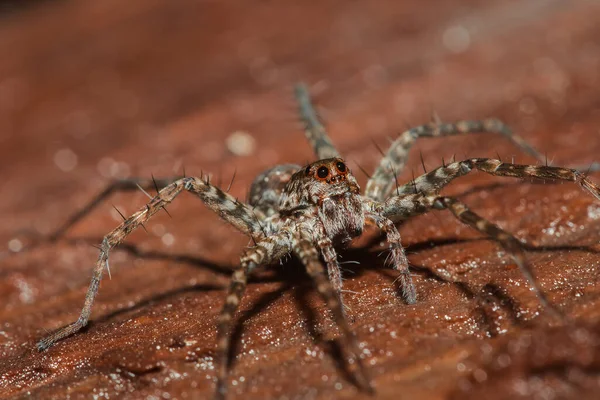 Spider Lycosidae Rock Wolf Spiders Members Family Lycosidae — Stock Photo, Image