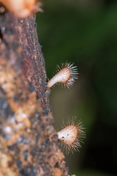 Cookeina Sulcipes Dried Logs Cookeina Sulcipes Phylum Ascomycota Phylum Ascomycota — Stock Photo, Image