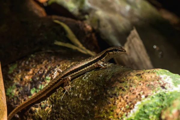 Skink Log Nature Skink Reptile Rated Squamata Spotted Forest Skink — Stock Photo, Image