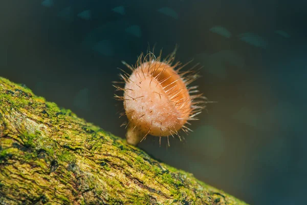 Cookeina Sulcipes Dry Logs Cookeina Sulcipes Phylum Ascomycota Phylum Ascomycota —  Fotos de Stock