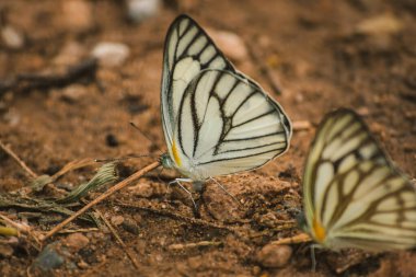 Yerdeki yeşil damarlı beyaz, dünyanın dört bir yanında yerleşik olarak bulunur. Özellikle tropik bölgelerde Sarı ve beyaz kanatları vardır