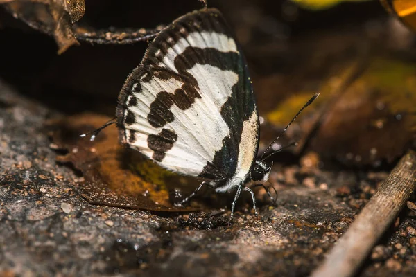 Caleta Roxus Roxana Rotsen Caleta Roxus Roxana Macro Natuur Straight — Stockfoto