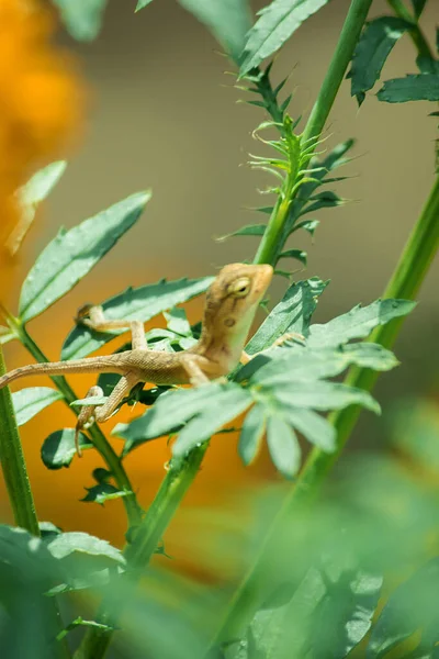Ein Kleines Gelbes Chamäleon Sitzt Auf Einem Ast Und Wartet — Stockfoto