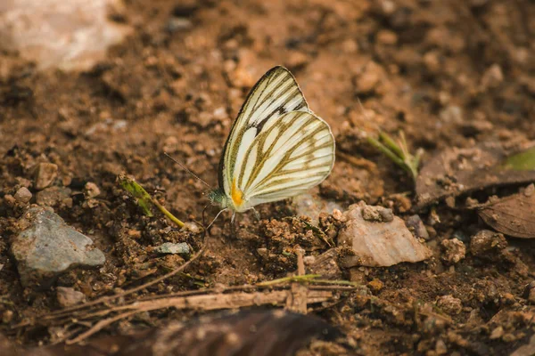 Blanc Nervures Vertes Sur Sol Trouve Habité Dans Monde Entier — Photo