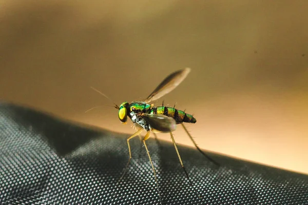 Dolichopodidae Hosszú Lábú Legyek Levelek Füvek Kis Zöld Testek Fém — Stock Fotó
