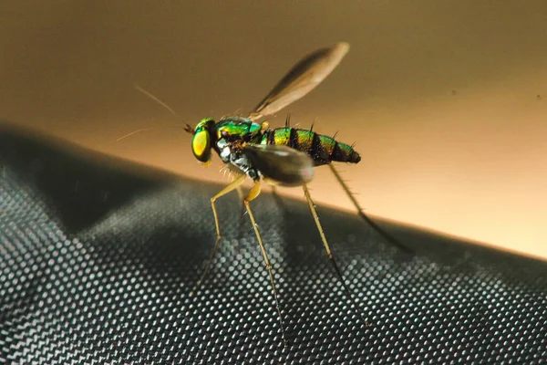 Dolichopodidae Dlouhonohé Mouchy Žijí Listí Trávě Malými Zelenými Tělíčky Kovovými — Stock fotografie