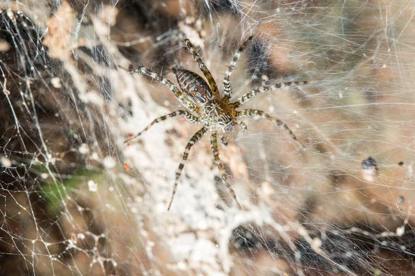 Hippasa Holmerae Fibras Huecas — Foto de Stock