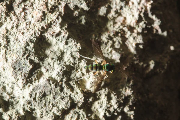 Dolichopodidae Hosszú Lábú Legyek Levelek Füvek Kis Zöld Testek Fém — Stock Fotó