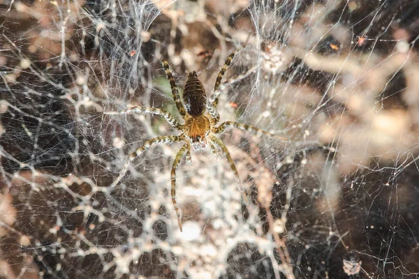 Hippasa Holmerae Fibras Huecas — Foto de Stock