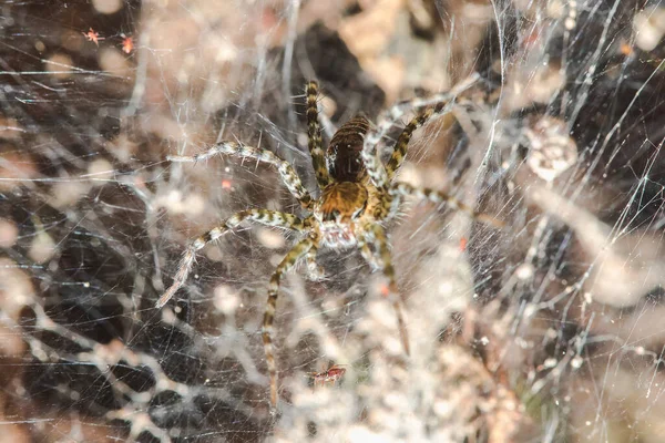 Hippasa Holmerae Fibras Huecas — Foto de Stock