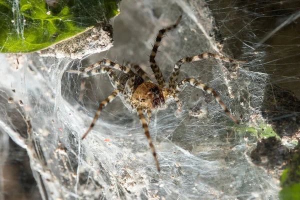 Hippasa Holmerae Fibras Huecas — Foto de Stock