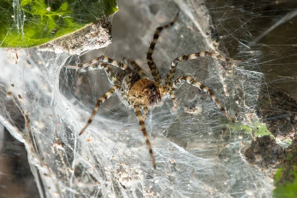 Hippasa Holmerae Fibras Huecas — Foto de Stock