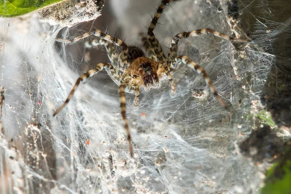 Hippasa Holmerae Fibras Huecas — Foto de Stock