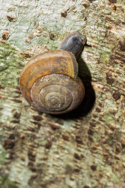 Caracol Está Subindo Uma Árvore Caracóis São Classificados Como Invertebrados — Fotografia de Stock