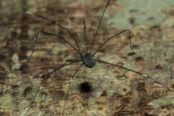 Černý Dlouhonohý Pavouk Kosynočka Žije Listech Přírodě Celém Světě Více — Stock fotografie