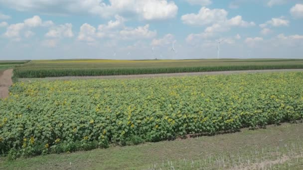 Windräder Hintergrund Mit Sonnenblumen Und Maisfeld Vordergrund — Stockvideo