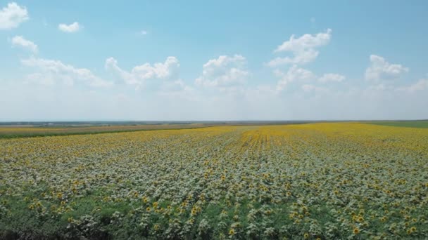 Letecká Dron Pohled Pole Slunečnic Pozdním Létě Připraven Sklizeň — Stock video