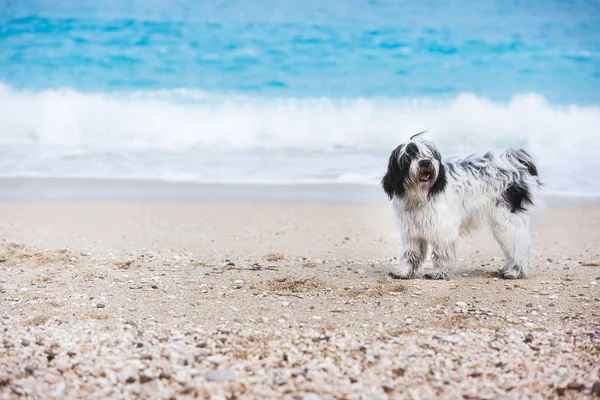 Тибетская Собака Терьер Стоящая Пляже Песке Месячный Мокрый Портрет Щенка — стоковое фото