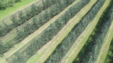 Dolu ağlı yaz elma bahçesinin havadan görünüşü
