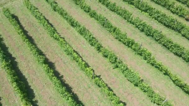 Weinrebenreihen Weinberge Auf Dem Land Luftaufnahme — Stockvideo