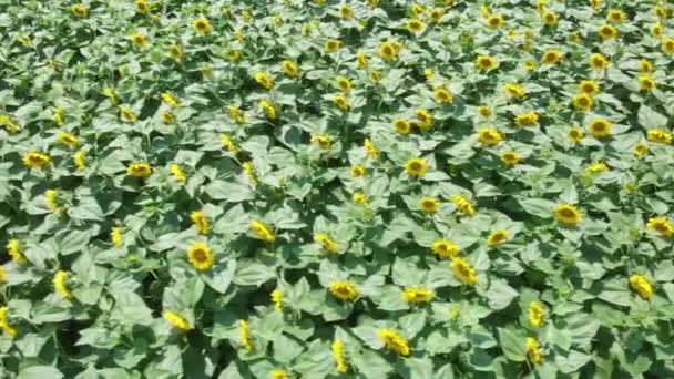 Sonnenblumenfeld Luftaufnahme Eines Sonnenblumenfeldes Spätsommer — Stockvideo