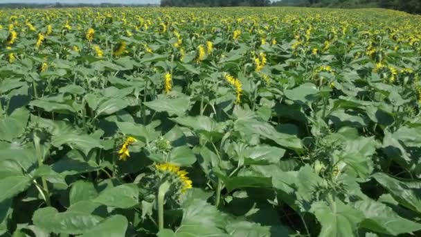 Aerial View Sunflowers Agricultural Field Countryside — Stock Video