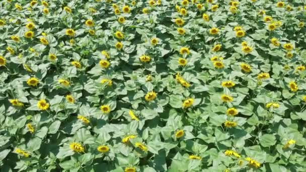 Sunflowers Full Bloom Morning Aerial View — Stock Video