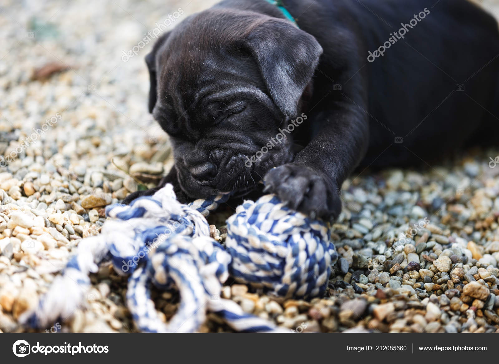 Cute One Month Old Cane Corso Puppy Plays Rope Toy Stock