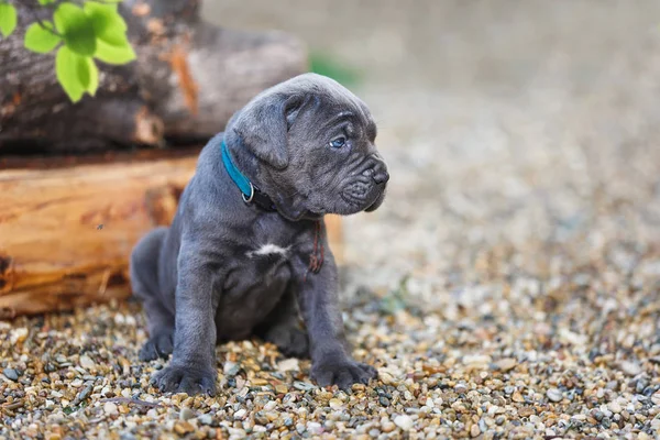 Cute One Month Old Cane Corso Puppy Sitting Sunny Garden — Stock Photo, Image