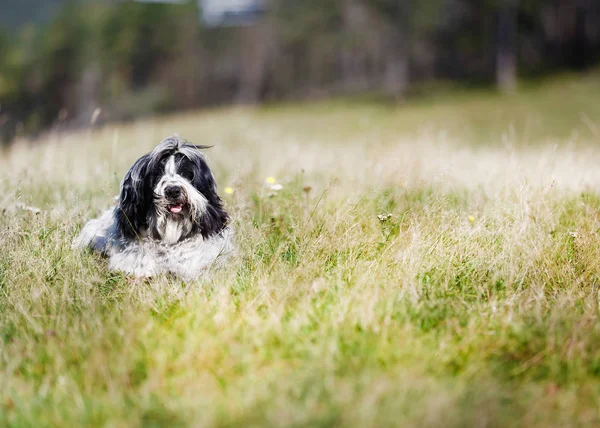 Retrato Belo Jovem Cão Terrier Tibetano Deitado Grama Dia Ensolarado — Fotografia de Stock