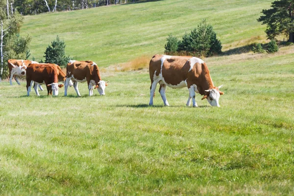 Krowy Lato Zielony Łąka Słoneczny Dzień — Zdjęcie stockowe