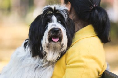 Kadın ve köpek. Uzak bir parkta güneşli bir günde arıyorum onun Tibet terrier köpek kadınla