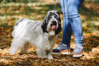 Ormanı onun Tibet terrier köpek, seçici odak ile yürüyüş sırasında tanınmayan kadın